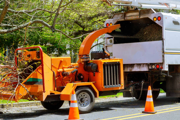 Best Arborist Services Near Me  in Park City, UT